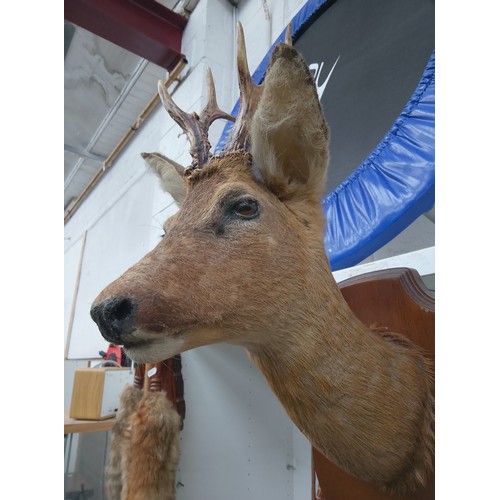 428 - Taxidermy deer head