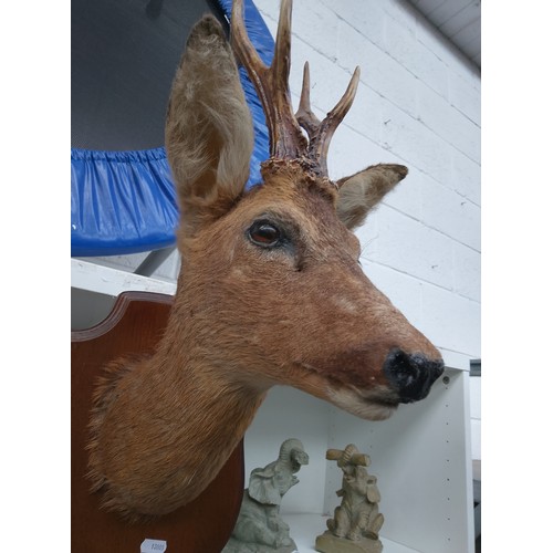 428 - Taxidermy deer head