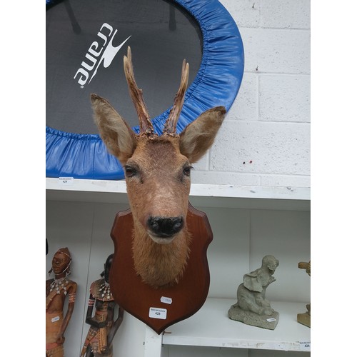 428 - Taxidermy deer head