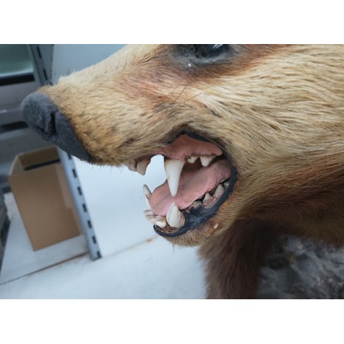 276 - Taxidermy badger 31