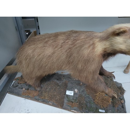 276 - Taxidermy badger 31