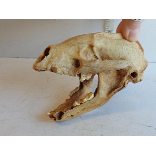 129 - Old Animal Skull,