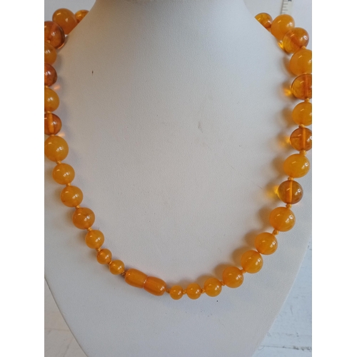 17 - Good String of Amber Beads, Knotted In between Each Bead