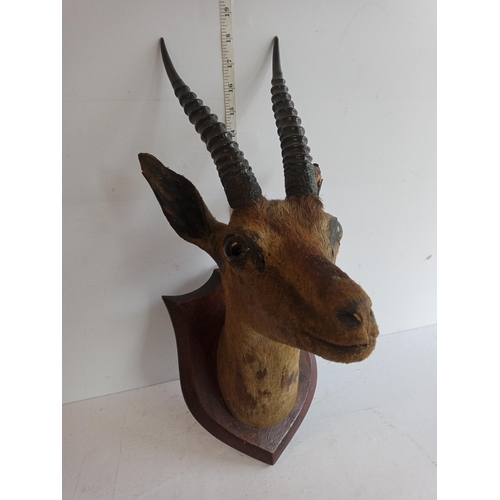 157 - Taxidermy Deer Head, Collection Only