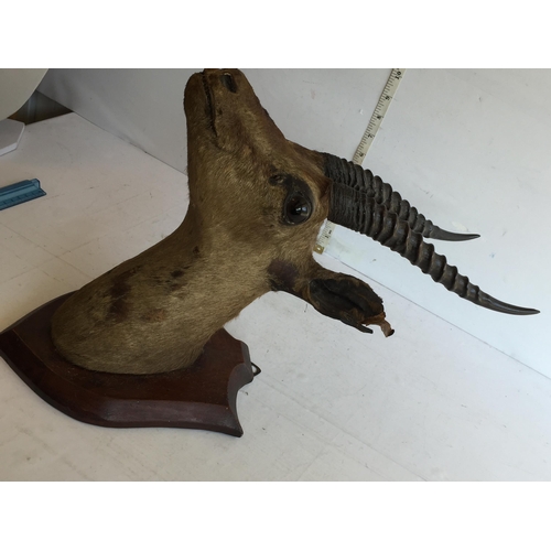 74 - Taxidermy Deer Head