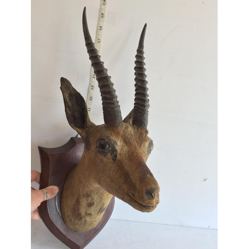 154 - Taxidermy Deer Head