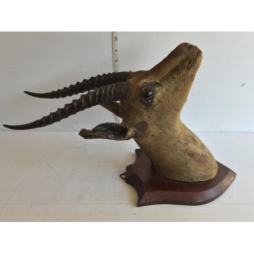 154 - Taxidermy Deer Head