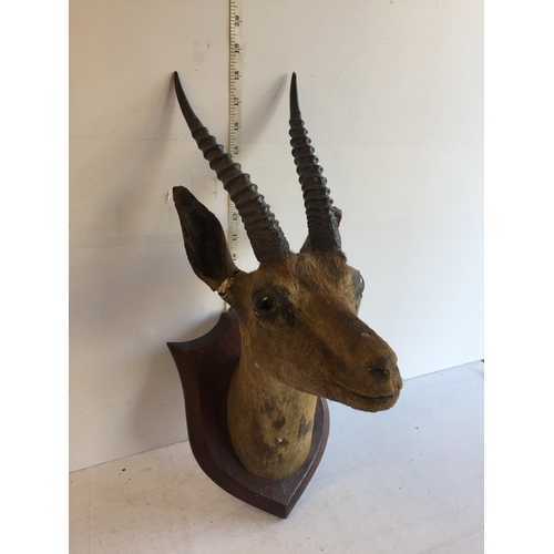 1 - Taxidermy Antelope Head