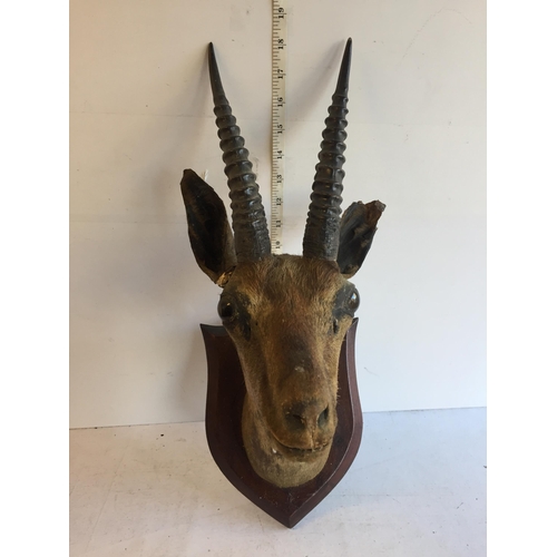 1 - Taxidermy Antelope Head