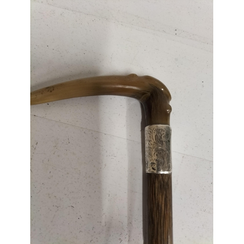 75 - Horn Handle Silver Banded Walking Cane