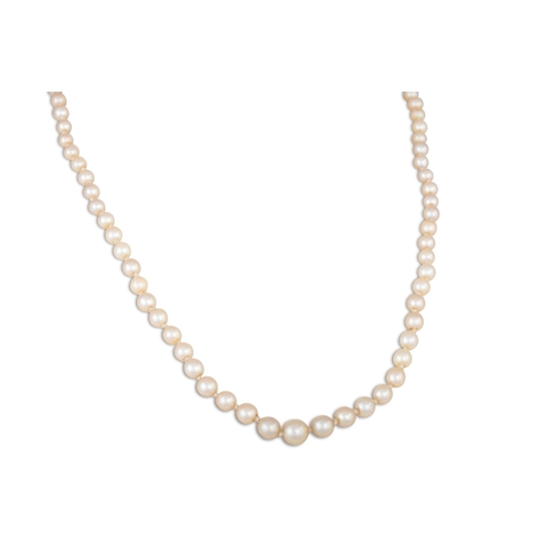 153 - A CULTURED PEARL NECKLACE, to a pearl and garnet clasp