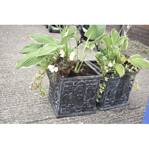 184 - PAIR CAST IRON PLANTERS WITH PLANTS