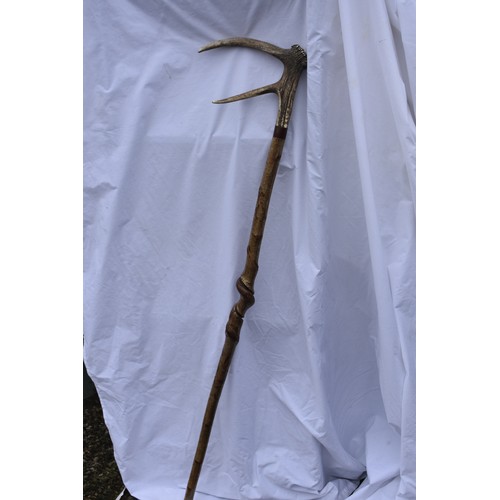 211 - HORN HANDLED TWISTED HAZEL WALKING STICK