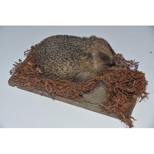 200A - TAXIDERMY HEDGEHOG