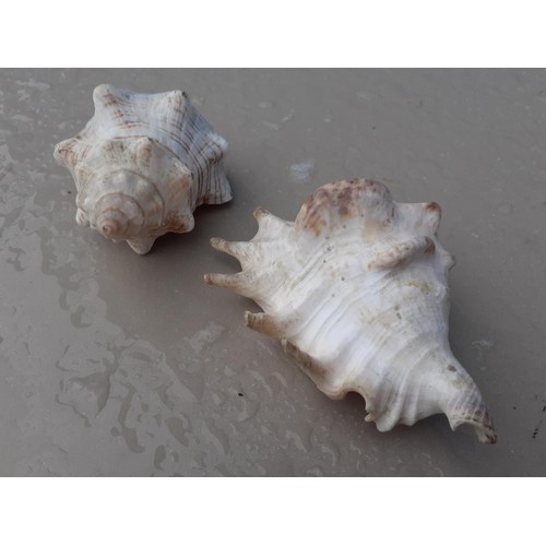 131 - 2 SHELLS