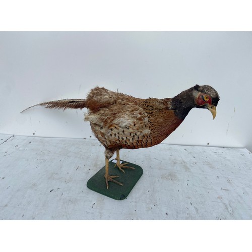 541 - TAXIDERMY PHEASANT