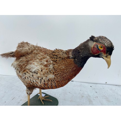 541 - TAXIDERMY PHEASANT