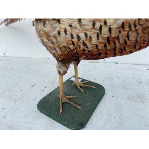 541 - TAXIDERMY PHEASANT