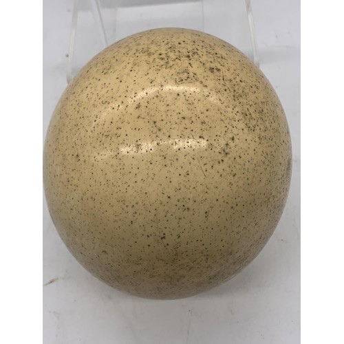 762 - AN OSTRICH EGG