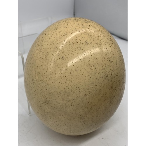 762 - AN OSTRICH EGG