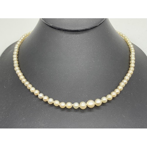 285 - A REAL PEARL NECKLACE WITH SILVER CLASP