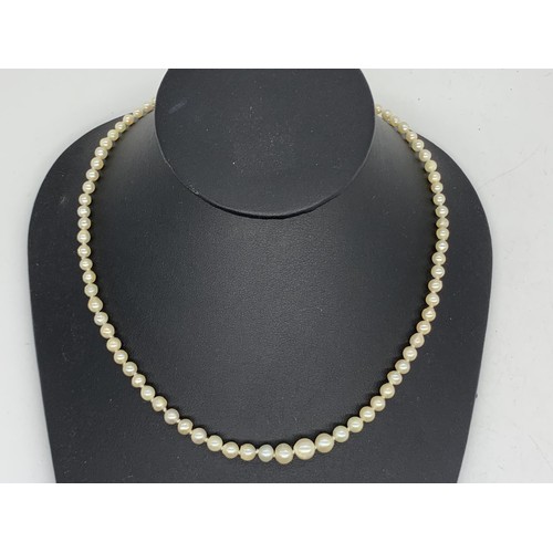 285 - A REAL PEARL NECKLACE WITH SILVER CLASP