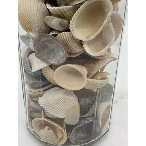 484 - PASTA CONTAINER FILLED WITH SHELLS