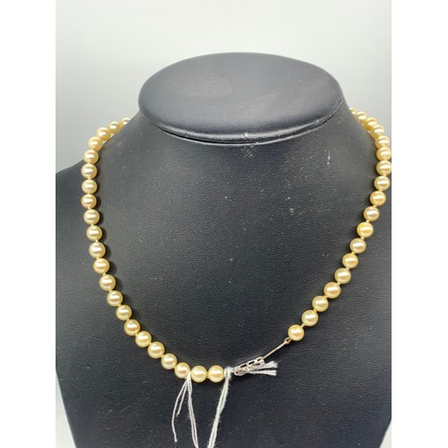 731 - A PEARL NECKLACE WITH A SILVER CLASP