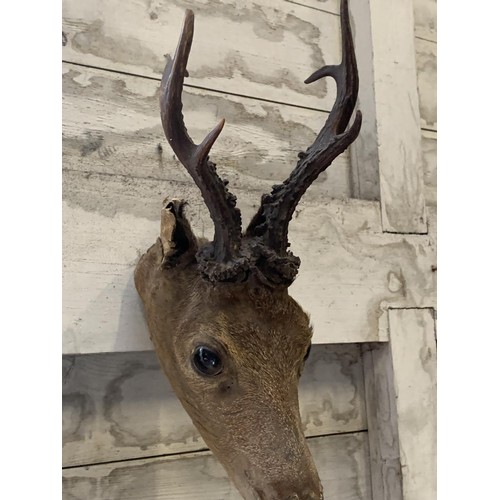 666 - A DEER HEAD