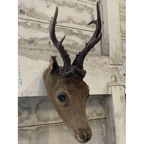 666 - A DEER HEAD