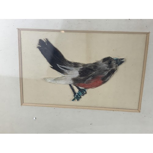 519 - AN ANTIQUE  FRAMED SET OF 4 BIRDS ALL MADE IN FEATHERS