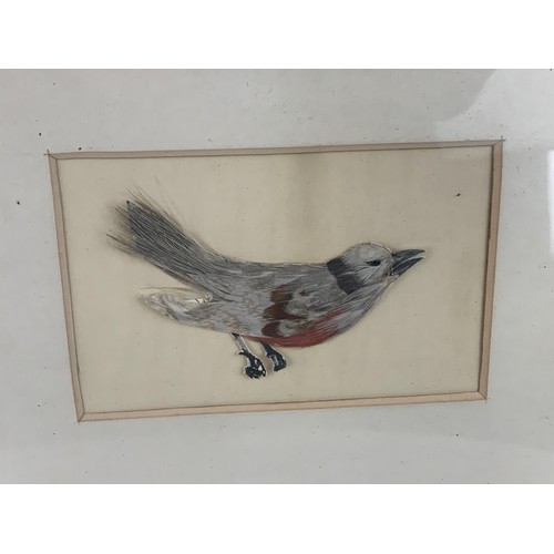 519 - AN ANTIQUE  FRAMED SET OF 4 BIRDS ALL MADE IN FEATHERS