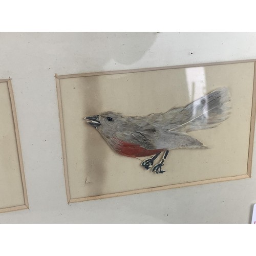 519 - AN ANTIQUE  FRAMED SET OF 4 BIRDS ALL MADE IN FEATHERS