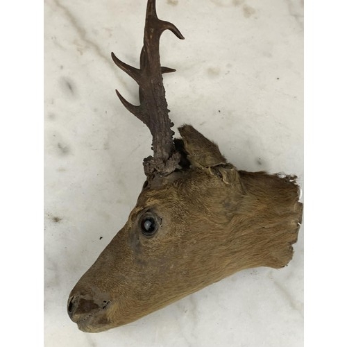 478 - A DEER HEAD