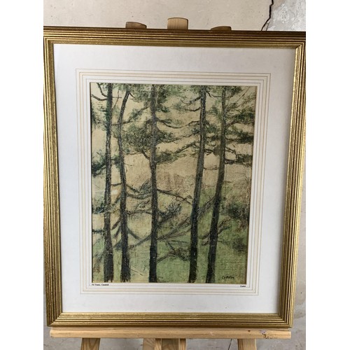 485 - FIR TREES WITH CAVEHILL IN BACKGROUND A SIGNED WILLIAM CONNOR PAINTING 25 X 21