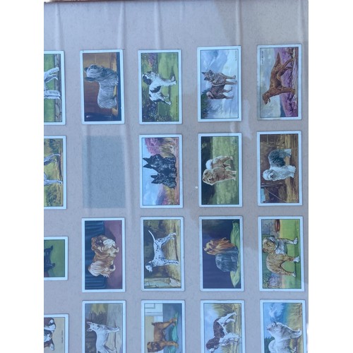 63 - A SET OF FRAMED CIG CARDS OF DOGS 21X21.5