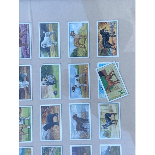 63 - A SET OF FRAMED CIG CARDS OF DOGS 21X21.5