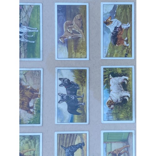 63 - A SET OF FRAMED CIG CARDS OF DOGS 21X21.5