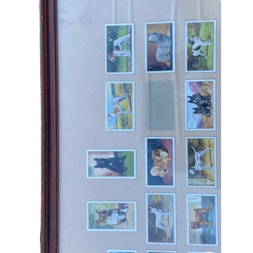 63 - A SET OF FRAMED CIG CARDS OF DOGS 21X21.5