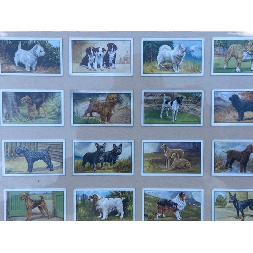 63 - A SET OF FRAMED CIG CARDS OF DOGS 21X21.5