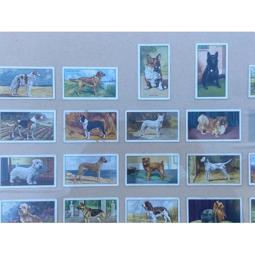 63 - A SET OF FRAMED CIG CARDS OF DOGS 21X21.5