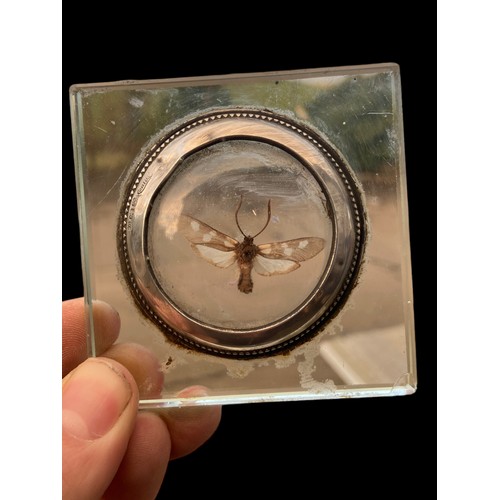 500 - A MOTH UNDER GLASS WITH A BIRMINGHAM SILVER TRIM 3