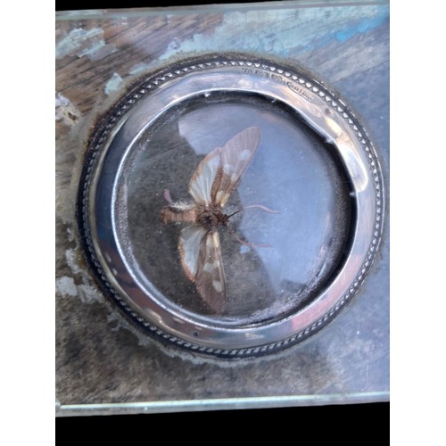 500 - A MOTH UNDER GLASS WITH A BIRMINGHAM SILVER TRIM 3