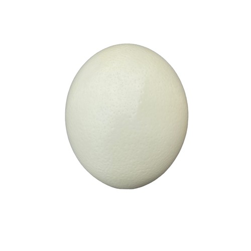 42 - AN OSTRICH EGG