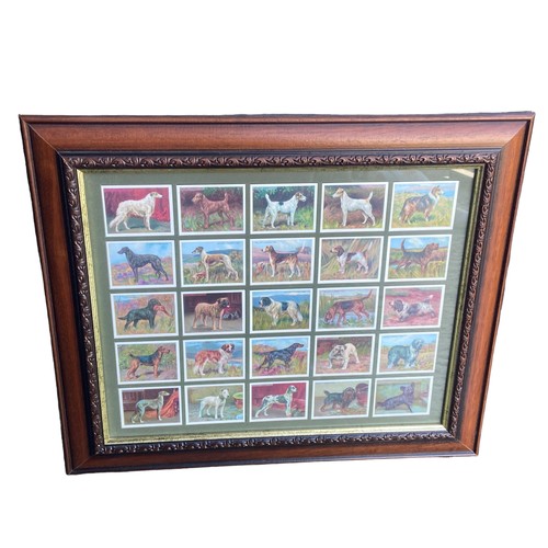 47 - ORNATE FRAMED WILLS CIG CARDS OF DOGS 19X23