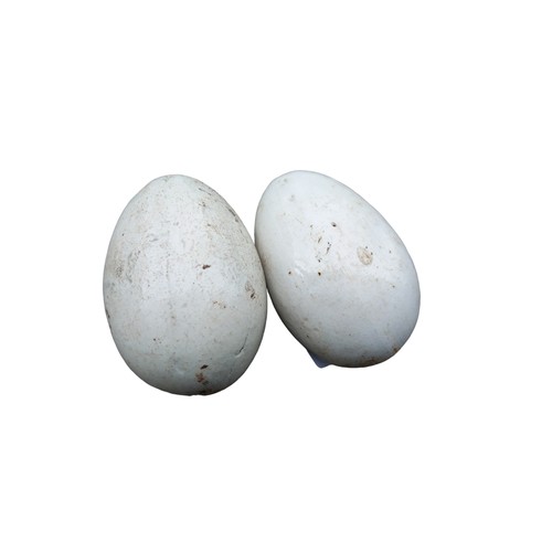 81 - 2 UNUSAL EGGS