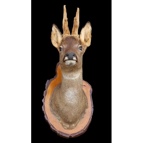 720 - A TAXIDERMY ROE DEER HEAD ON WOODEN SHIELD BACK