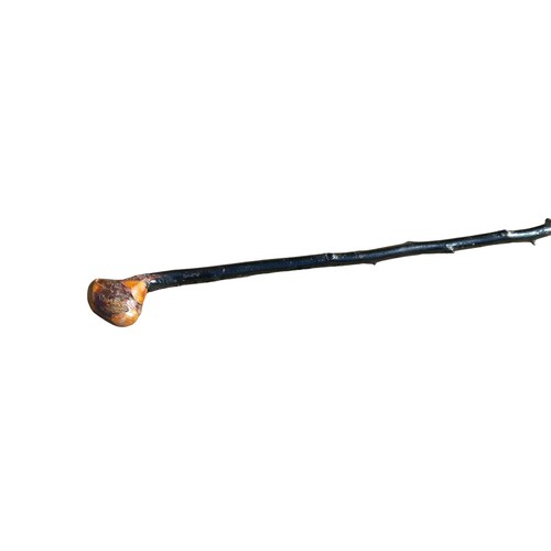 105 - BLACKTHORN WALKING STICK