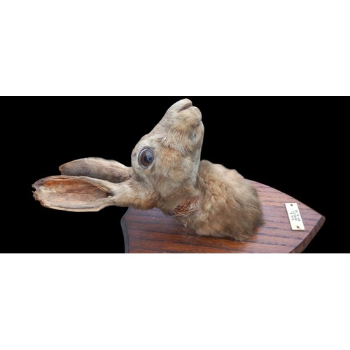 418 - A MOUNTED TAXIDERMY HARE,S HEAD