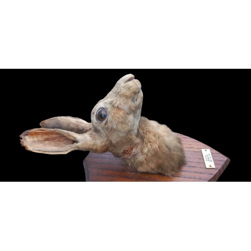 418 - A MOUNTED TAXIDERMY HARE,S HEAD